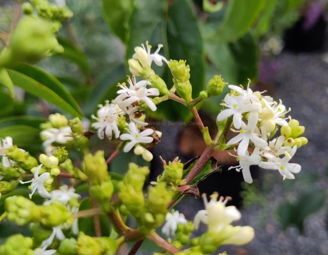 Heptacodium miconioides 'Tianshan' ®