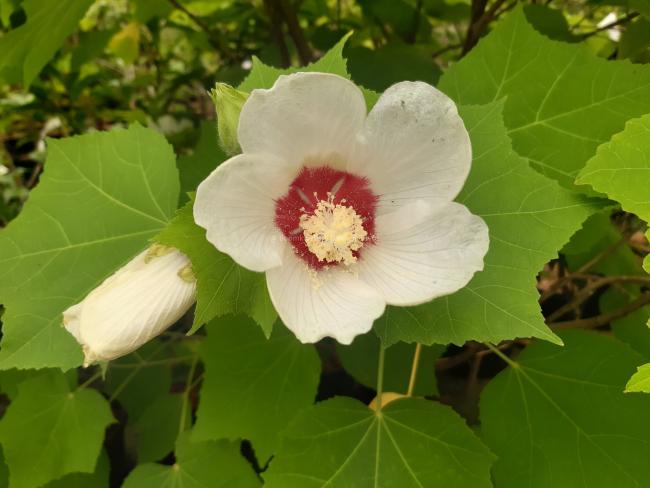 Hibiscus paramutabilis