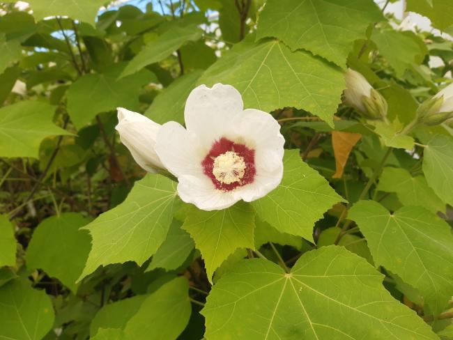 Hibiscus paramutabilis