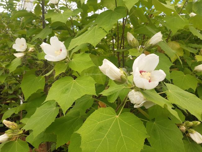 Hibiscus paramutabilis