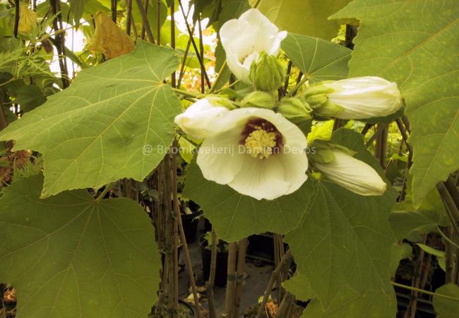 Hibiscus paramutabilis