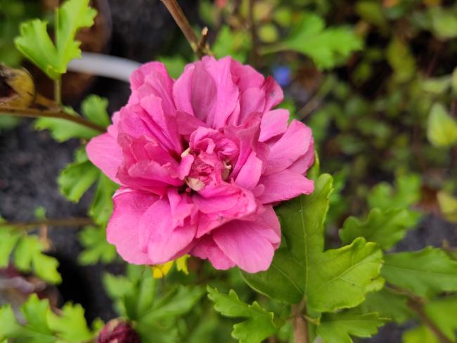 Hibiscus syriacus 'Duc de Brabant'