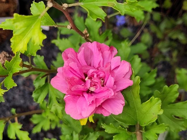 Hibiscus syriacus 'Duc de Brabant'