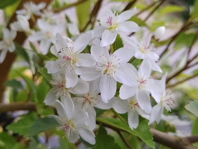 Hoheria sexstylosa 'Stardust'
