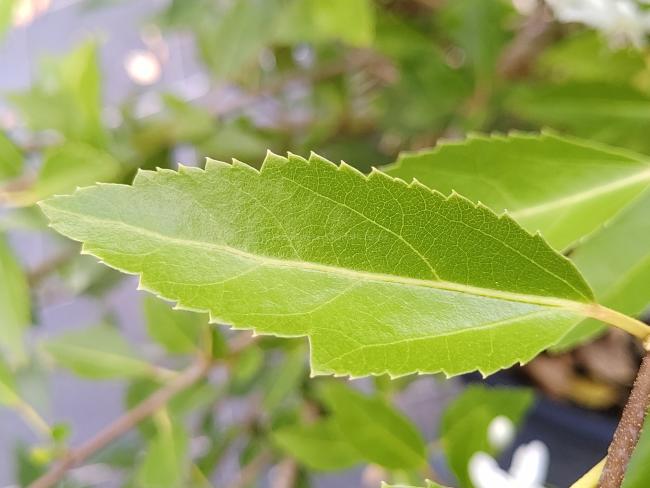 Hoheria sexstylosa 'Stardust'