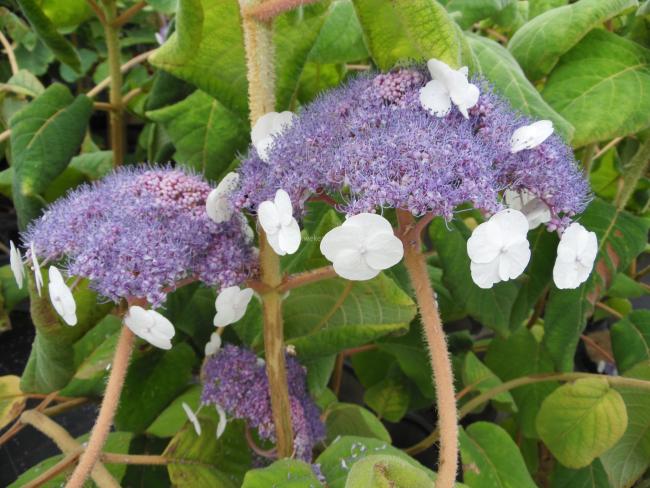 Hydrangea aspera 'Bellevue'