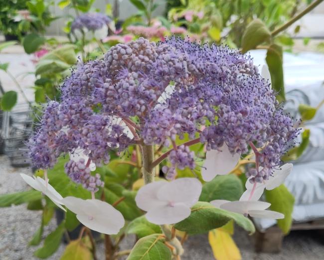 Hydrangea aspera 'Bellevue'