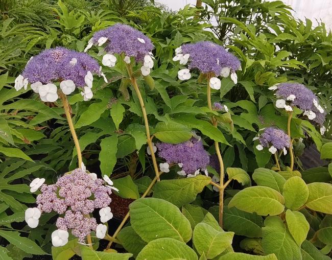 Hydrangea aspera 'Bellevue'