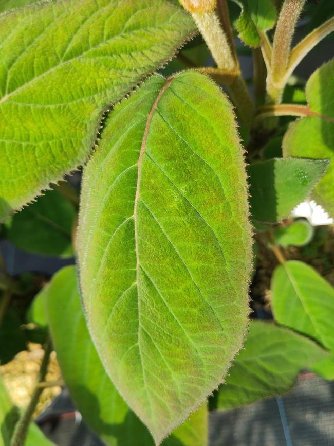 Hydrangea aspera 'Bellevue'