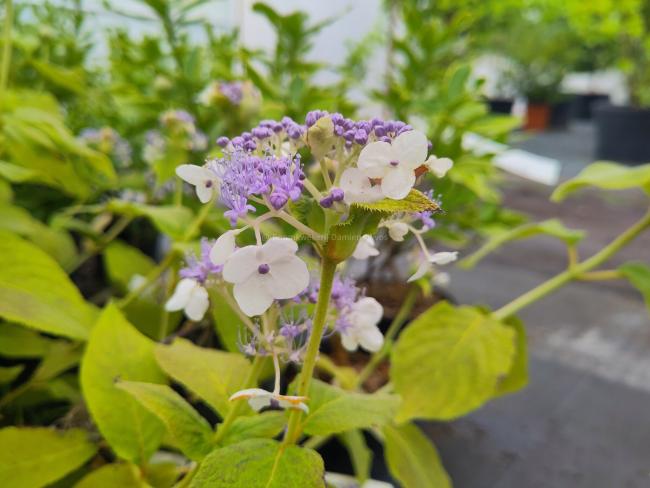 Hydrangea involucrata 'Late Love'
