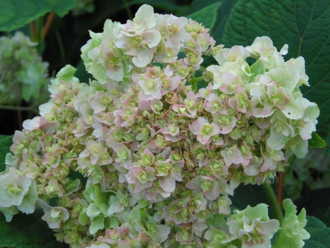 Hydrangea involucrata 'Yokudanka'
