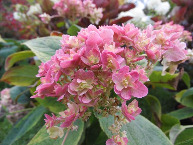 Hydrangea involucrata 'Yokudanka'