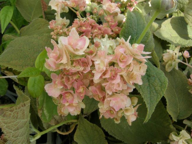 Hydrangea involucrata 'Yokudanka'