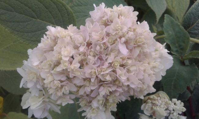 Hydrangea involucrata 'Yokudanka'