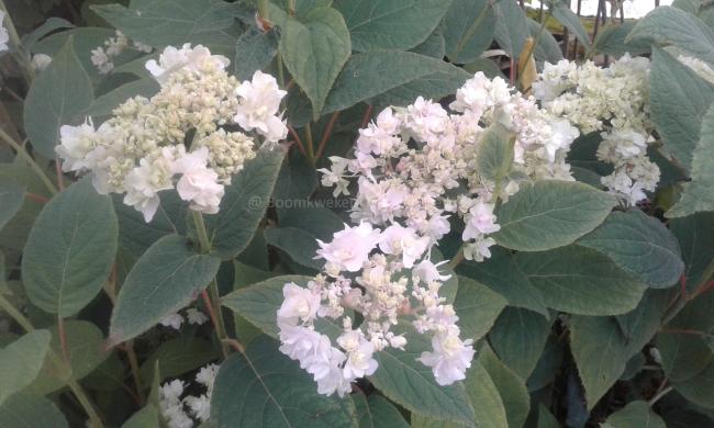 Hydrangea involucrata 'Yokudanka'