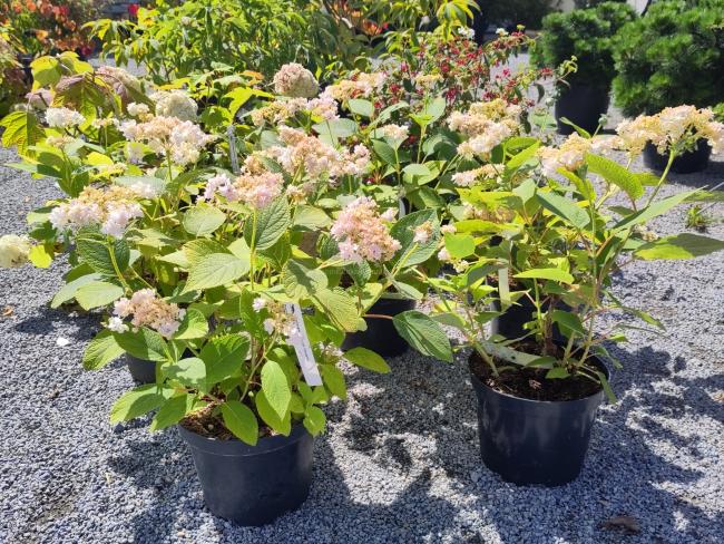 Hydrangea involucrata 'Yokudanka'