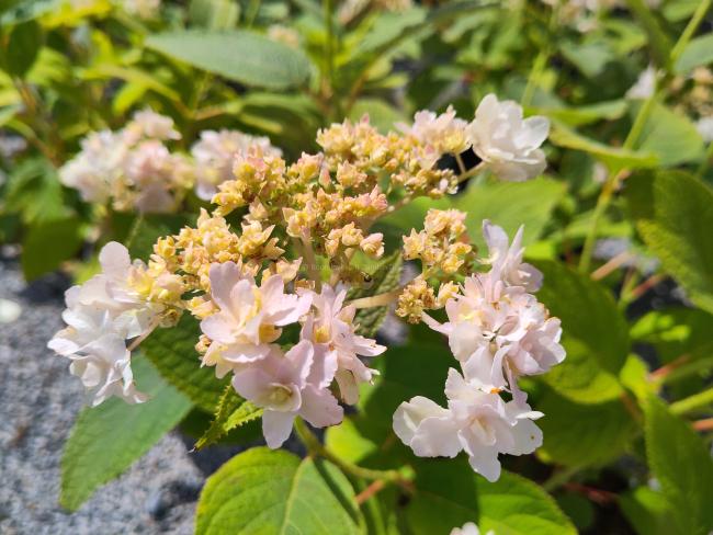 Hydrangea involucrata 'Yokudanka'