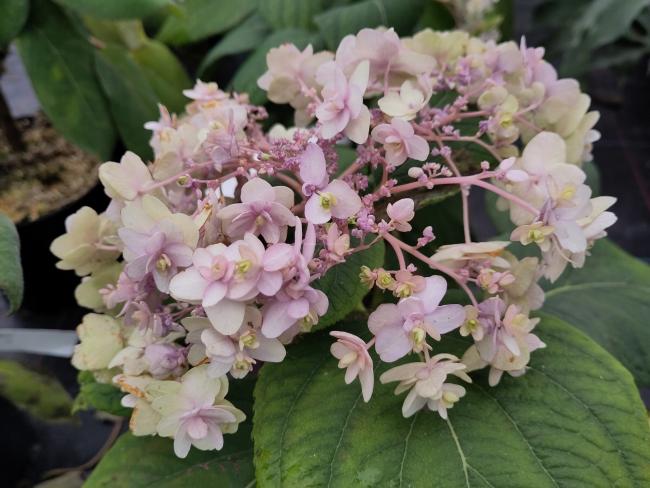 Hydrangea involucrata 'Yoraku Tama' (= Toraku Tama)