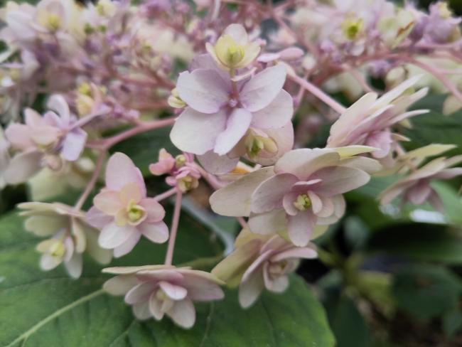 Hydrangea involucrata 'Yoraku Tama' (= Toraku Tama)