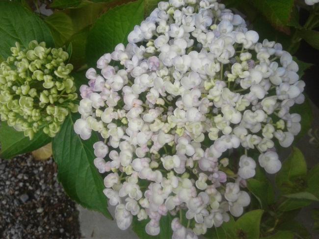 Hydrangea macrophylla 'Ayesha'