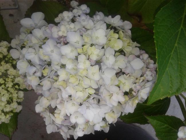 Hydrangea macrophylla 'Ayesha'