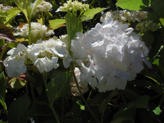 Hydrangea macrophylla 'Mme Emile Mouillère'