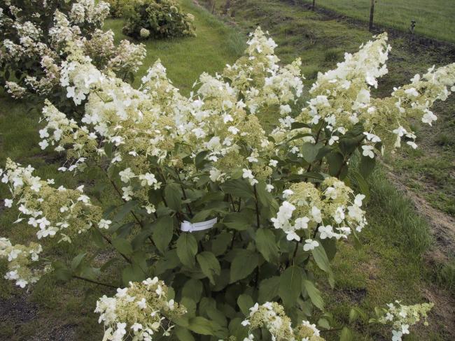 Hydrangea paniculata 'Brussels Lace'