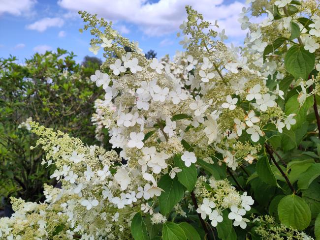Hydrangea paniculata 'Brussels Lace'