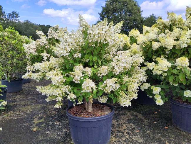 Hydrangea paniculata 'Brussels Lace'