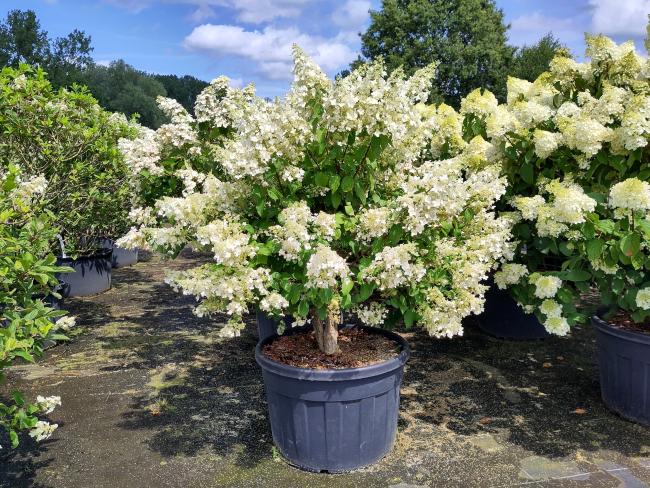 Hydrangea paniculata 'Brussels Lace'