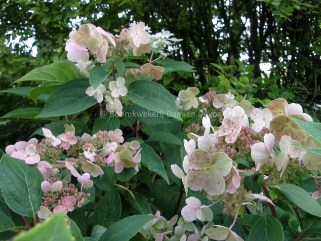 Hydrangea paniculata 'Dharuma'