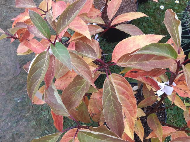 Hydrangea paniculata 'Dharuma'