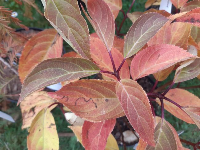 Hydrangea paniculata 'Dharuma'