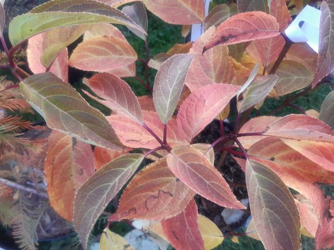 Hydrangea paniculata 'Dharuma'