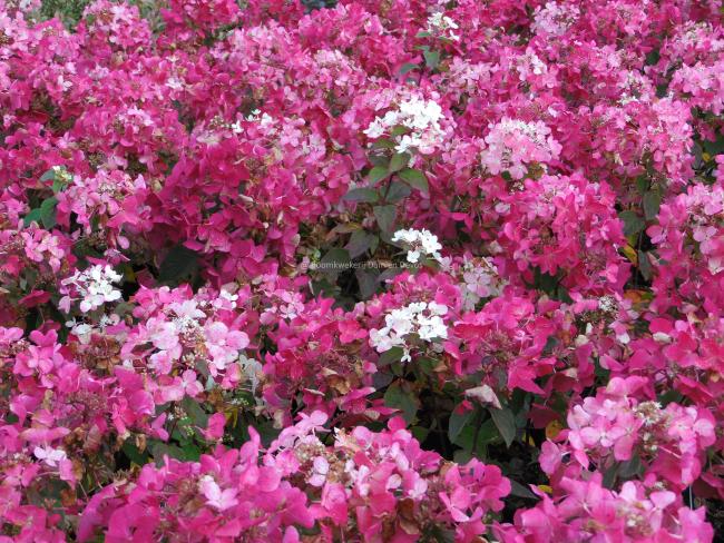 Hydrangea paniculata 'Diamant Rouge' ®