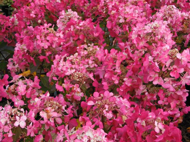Hydrangea paniculata 'Diamant Rouge' ®