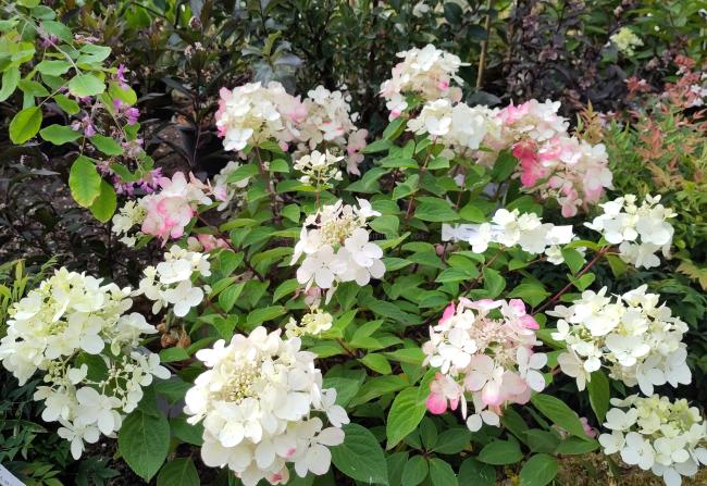 Hydrangea paniculata 'Diamant Rouge' ®