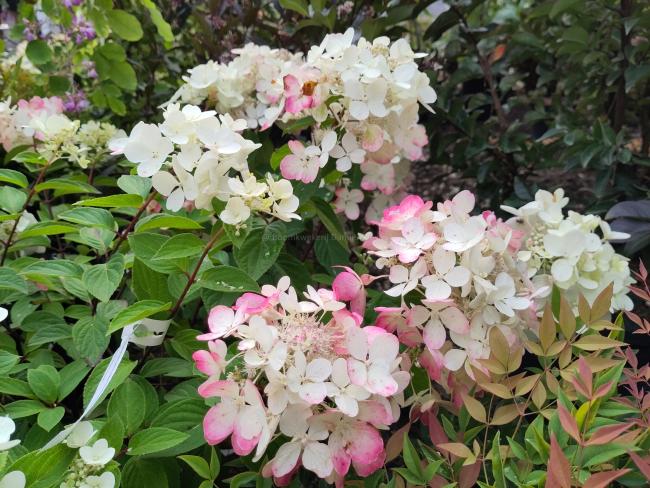 Hydrangea paniculata 'Diamant Rouge' ®