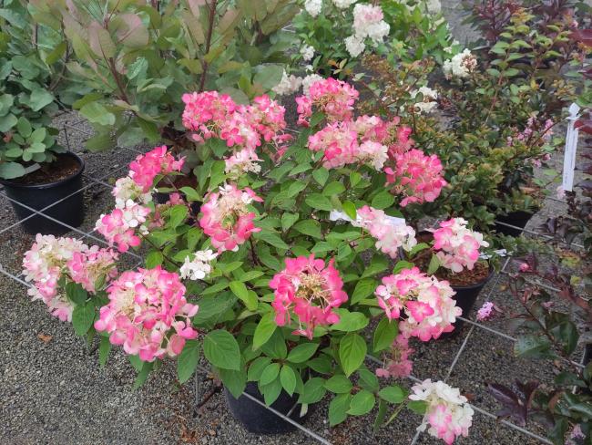 Hydrangea paniculata 'Diamant Rouge' ®