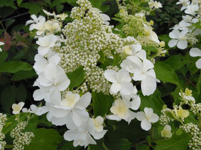 Hydrangea paniculata 'Levana' ®