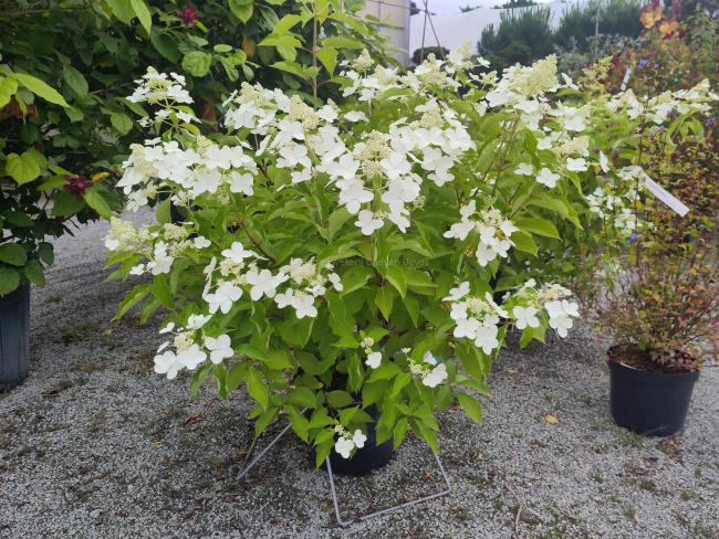 Hydrangea paniculata 'Levana' ®