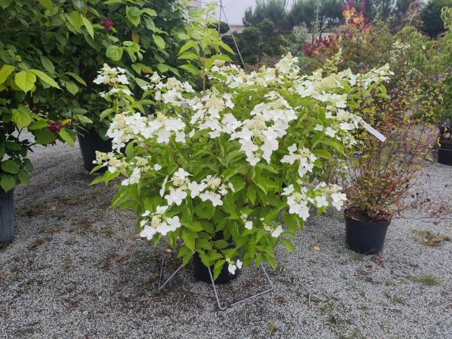 Hydrangea paniculata 'Levana' ®