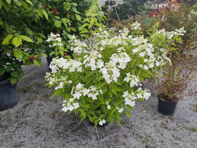 Hydrangea paniculata 'Levana' ®