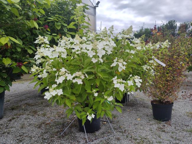 Hydrangea paniculata 'Levana' ®
