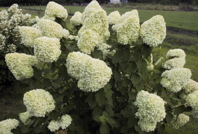 Hydrangea paniculata 'Limelight' ®