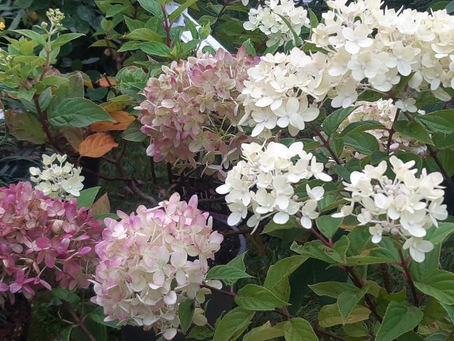 Hydrangea paniculata 'Little Lime' ®