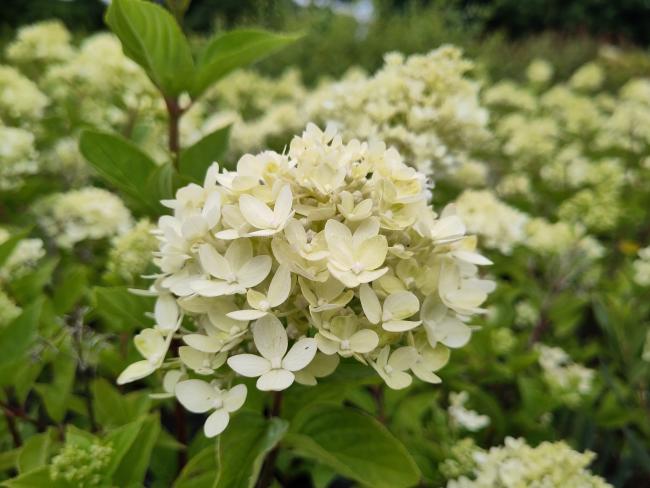 Hydrangea paniculata 'Little Lime' ®