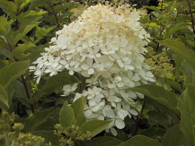 Hydrangea paniculata 'Phantom'