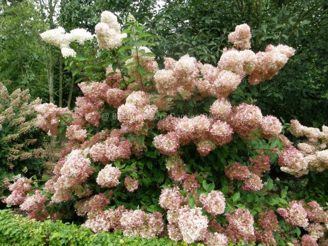 Hydrangea paniculata 'Phantom'