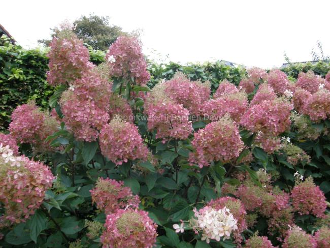 Hydrangea paniculata 'Phantom'